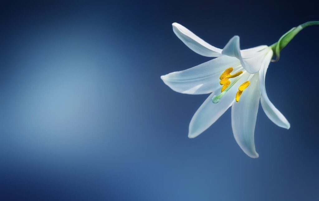 flower, lily, lilium candidum