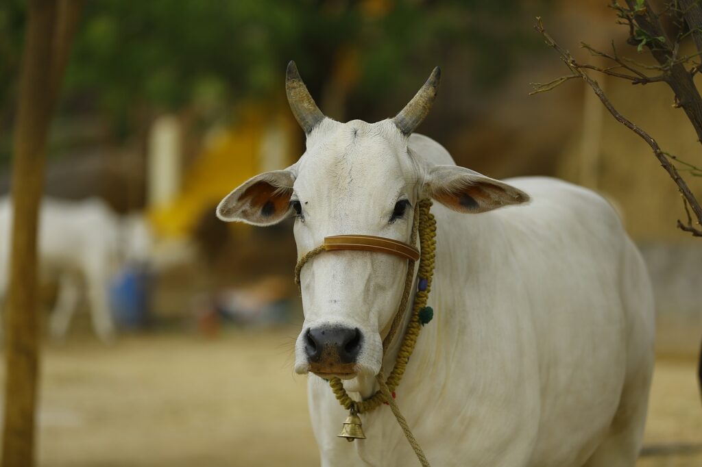 indian cow, cow india, indian
